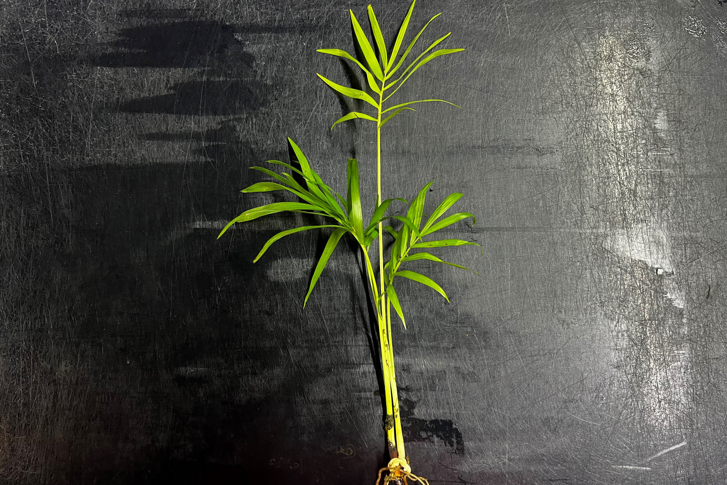 Palm Tree Plant (Terrestrial)