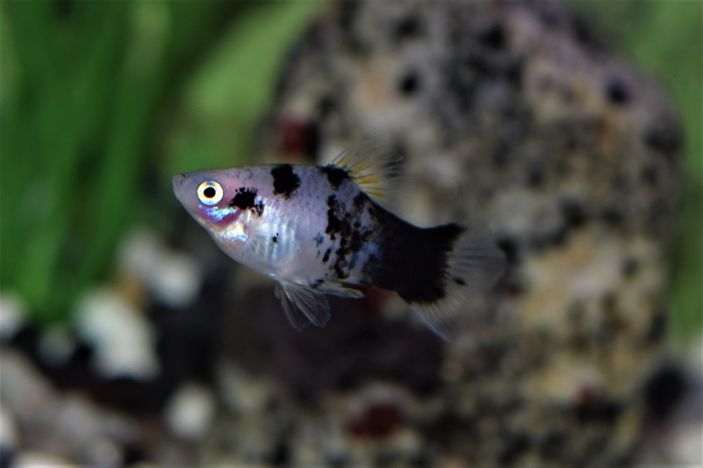 Panda Platys