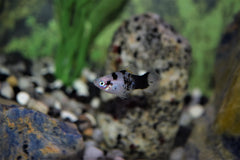 Panda Platys