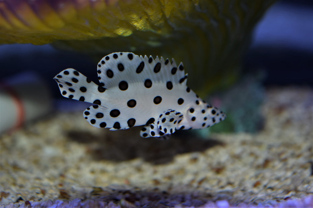 Panther Grouper