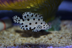 Panther Grouper