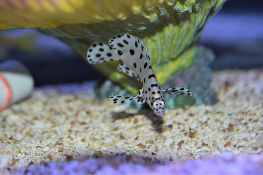 Panther Grouper