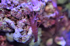 Peppermint Shrimp