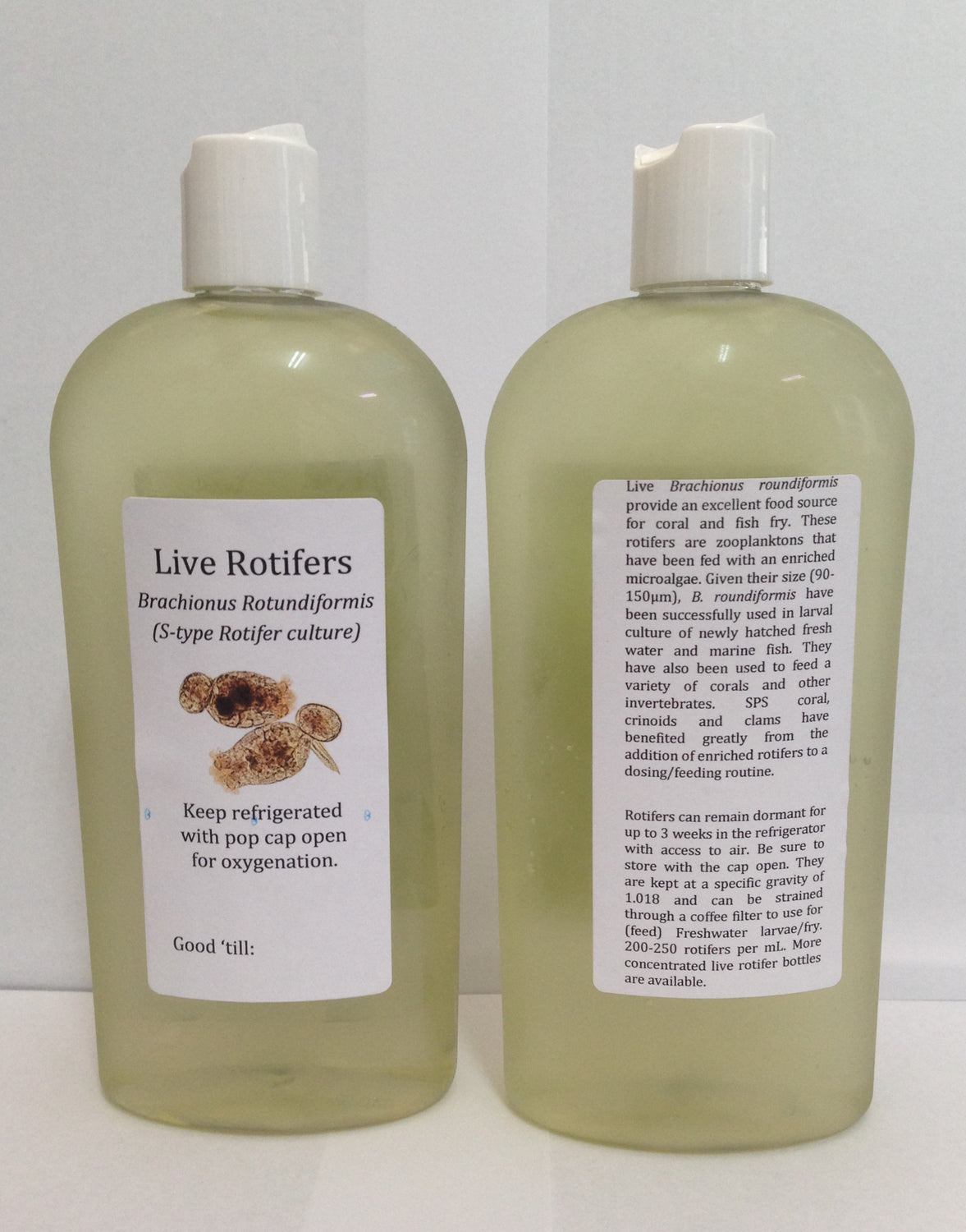 Live Rotifers