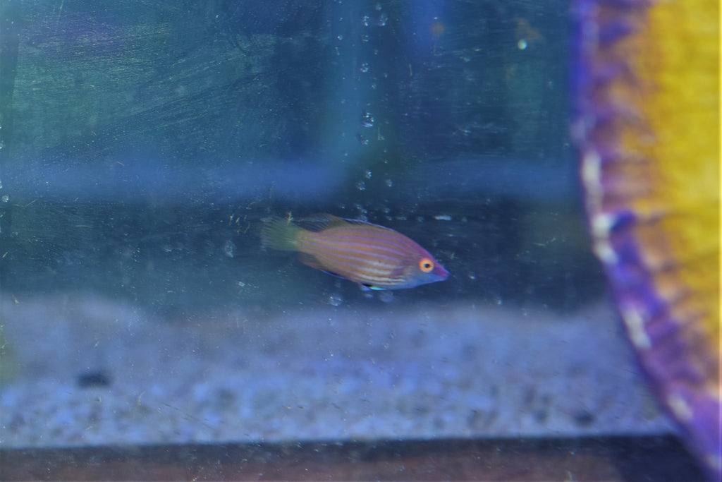Pinkstreak Wrasse