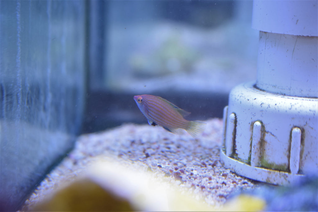 Pinkstreak Wrasse