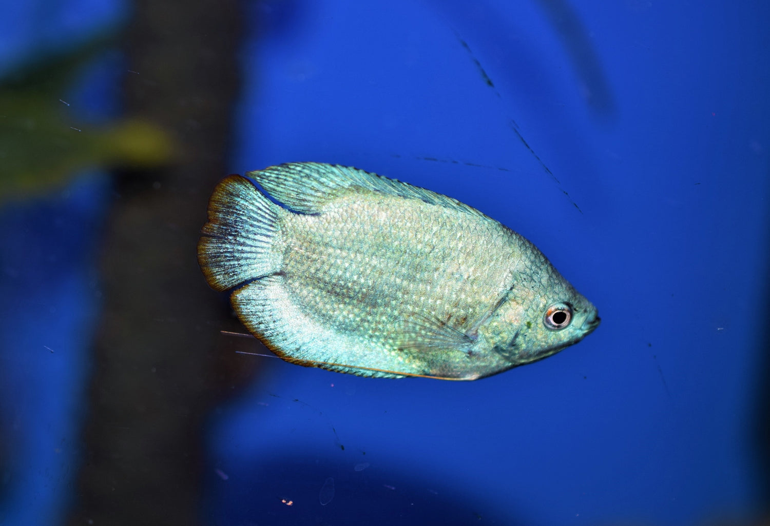 Powder Blue Dwarf Gourami