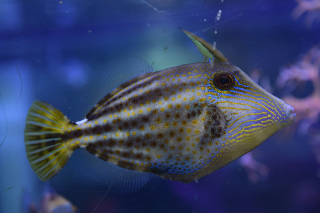 Pullus Filefish