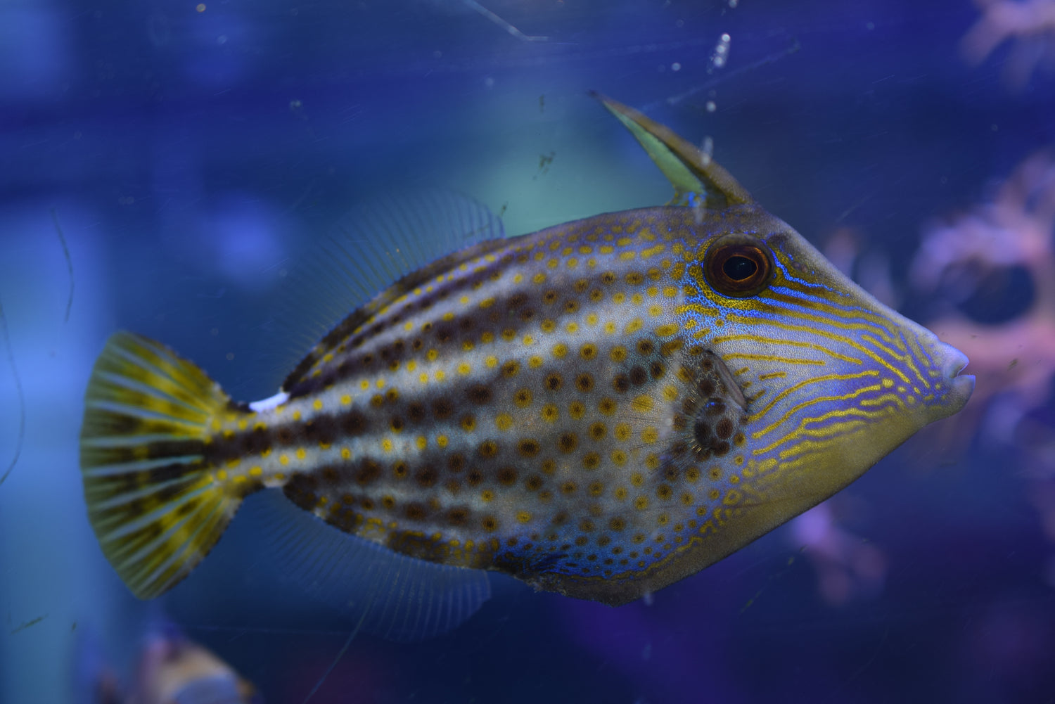 Pullus Filefish