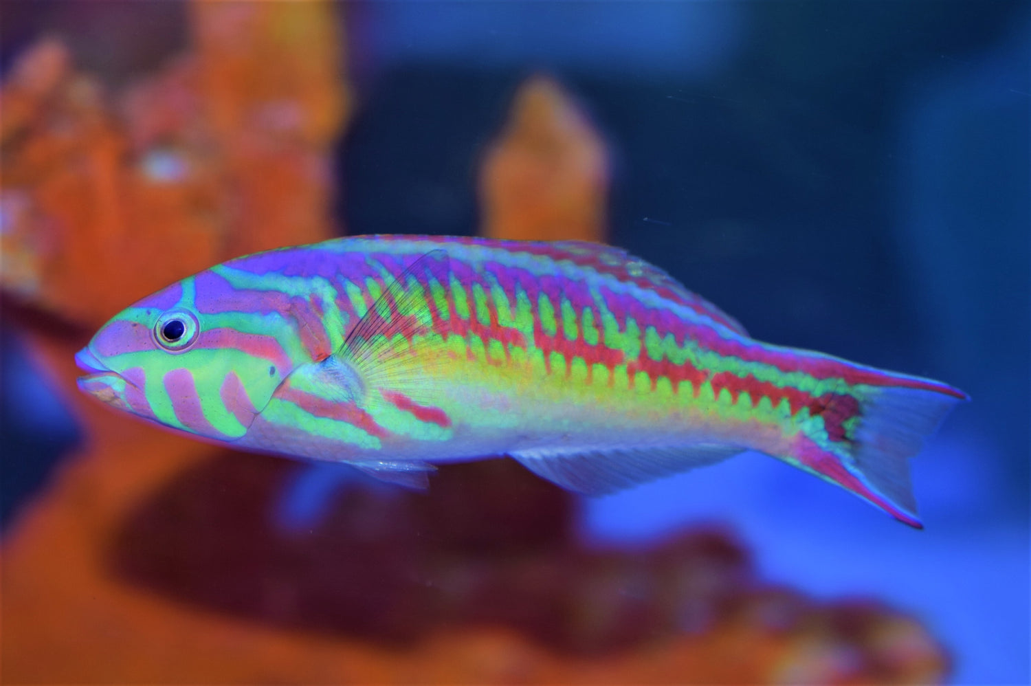 Rainbow Wrasse