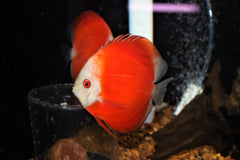 Red Marlboro Discus