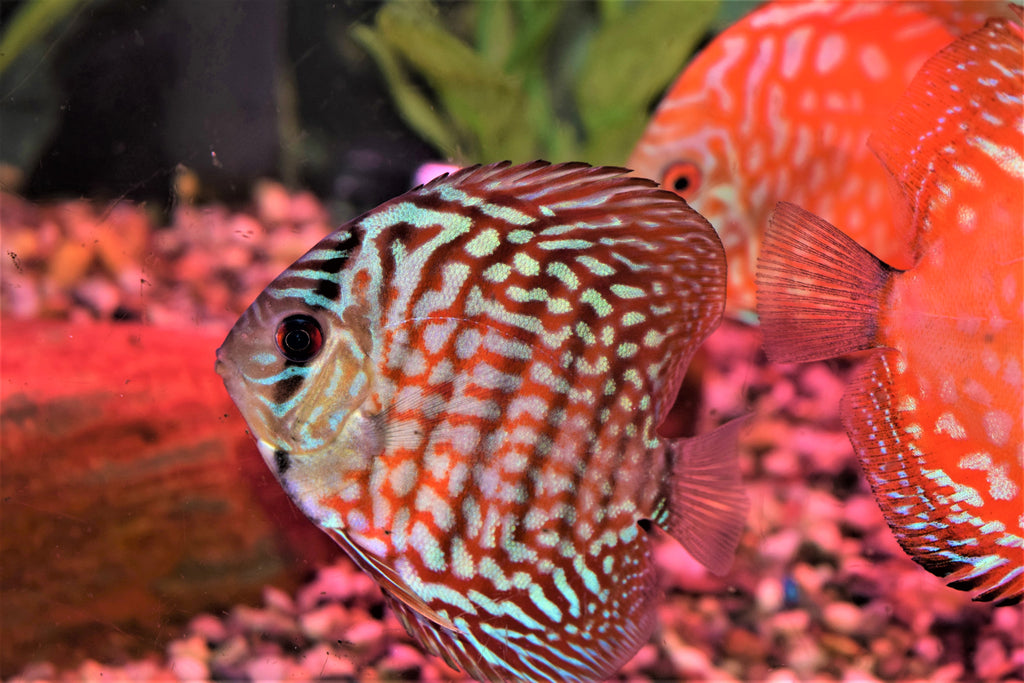 Red Turquoise Discus