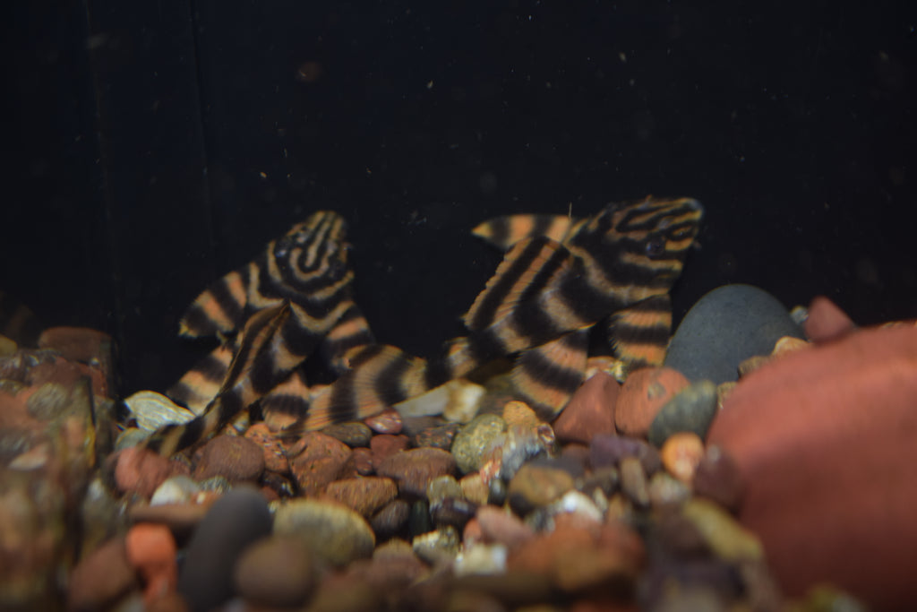 Red Alenquer Pleco (L-397)