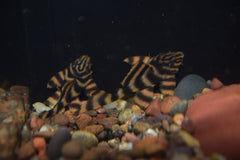 Red Alenquer Pleco (L-397)