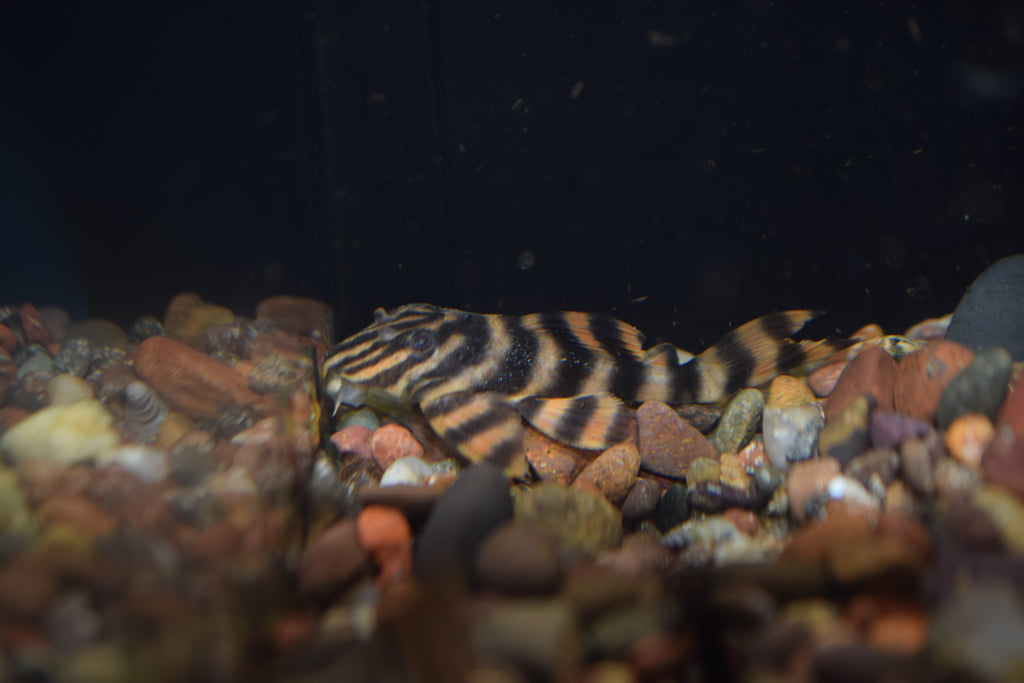 Red Alenquer Pleco (L-397)