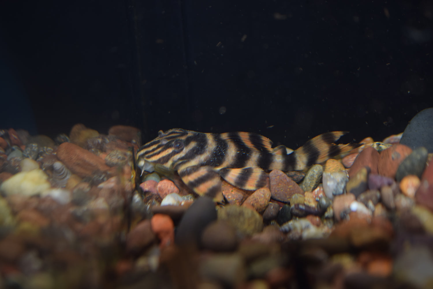 Red Alenquer Pleco (L-397)