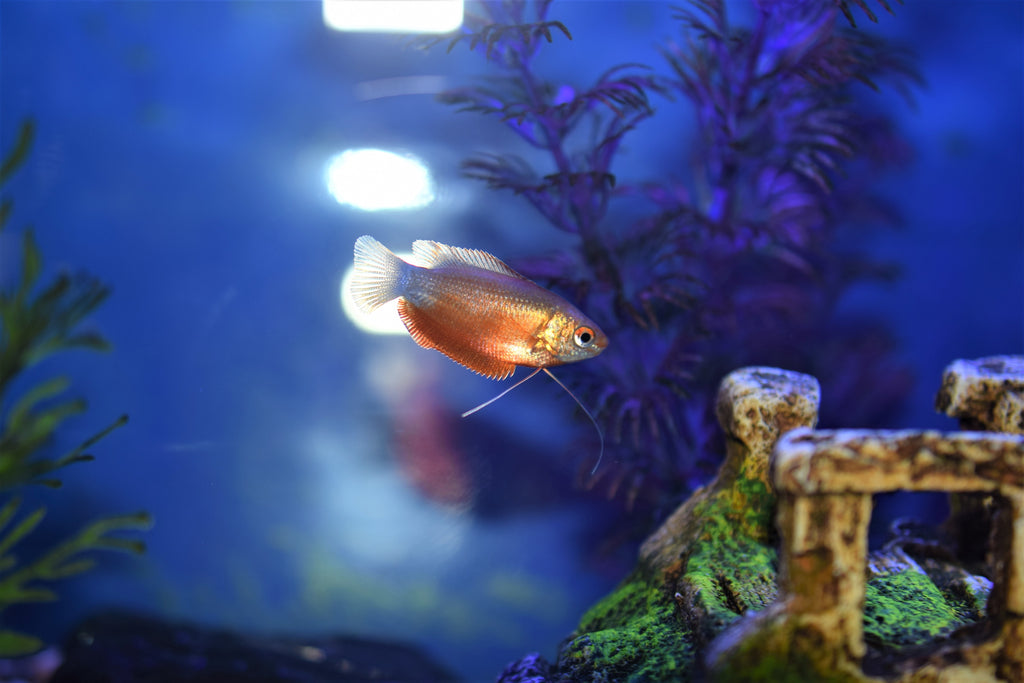 Red Honey Gourami