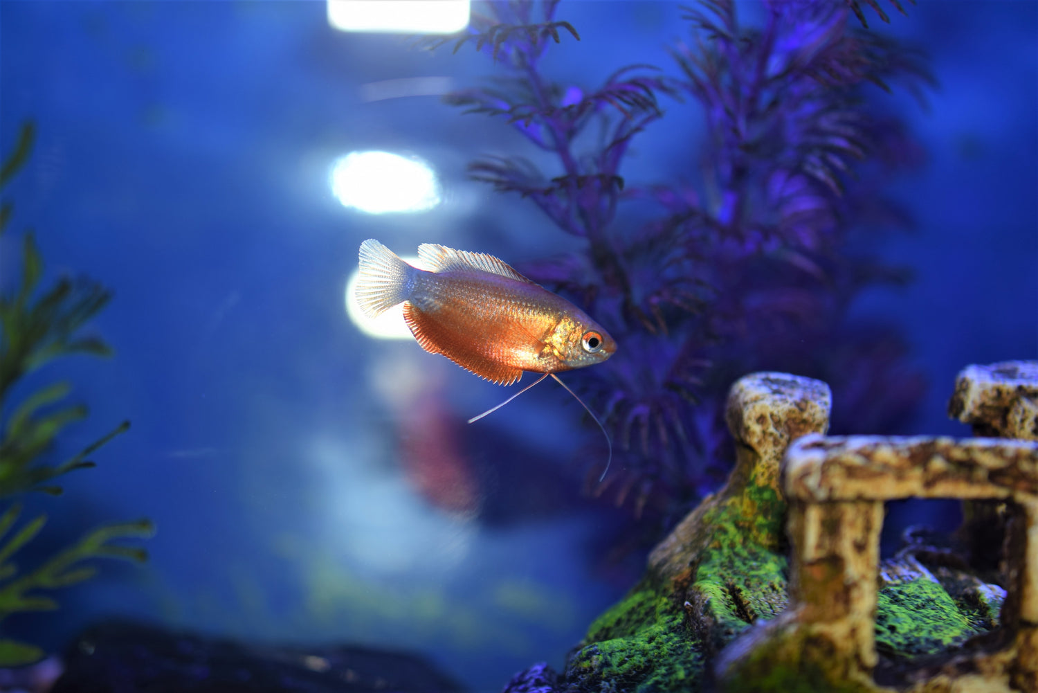 Red Honey Gourami