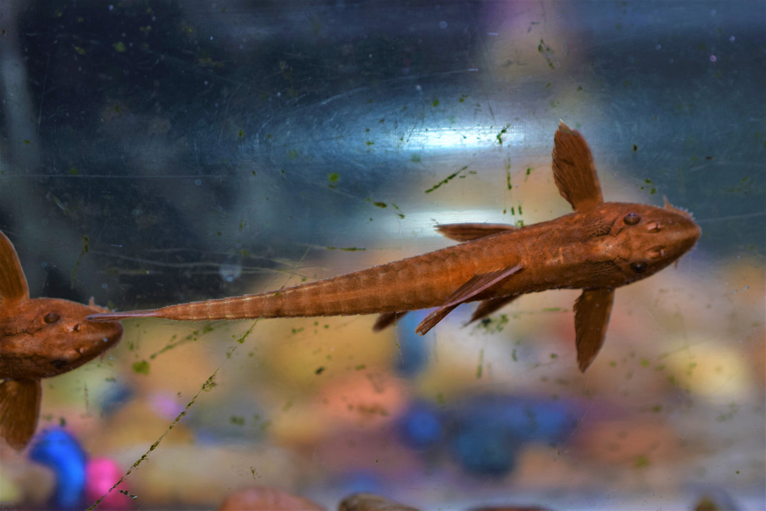 Rhineloricara sp. "Firefox"