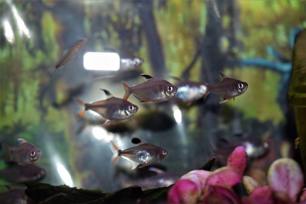 Rosey Tetra