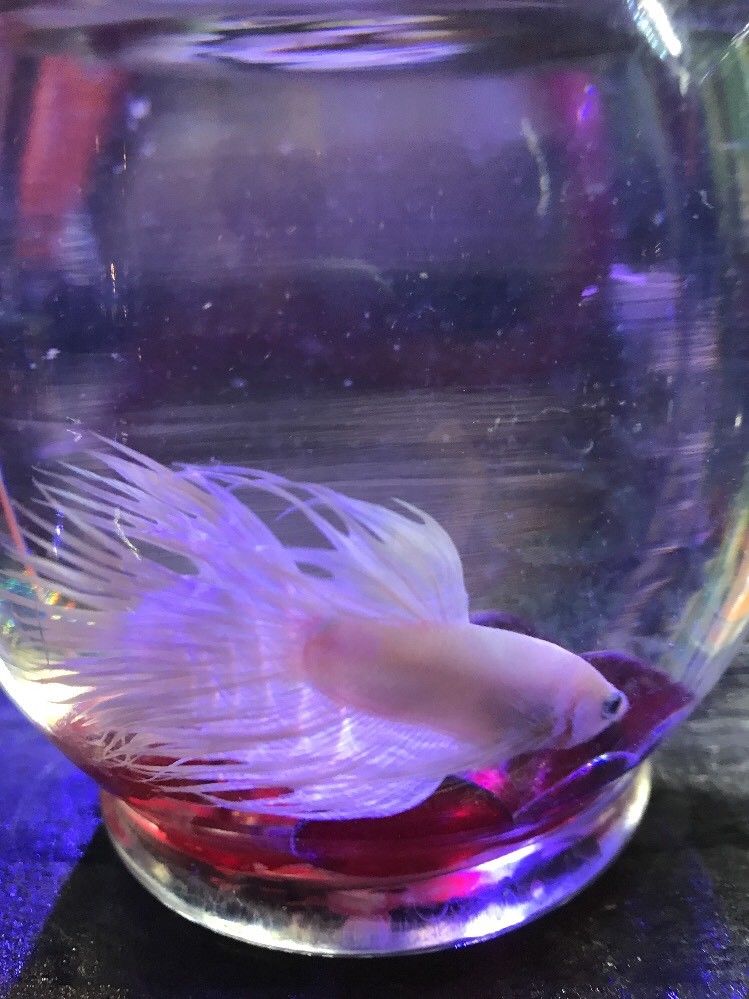 White Crowntail