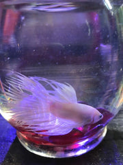 White Crowntail