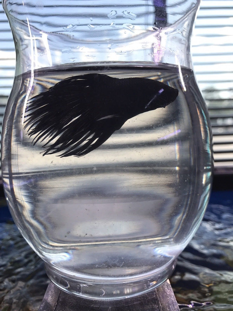 Black Orchid Crowntail