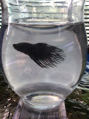 Black Orchid Crowntail