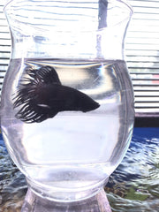 Black Orchid Crowntail