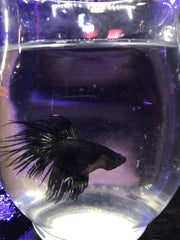 Black Orchid Crowntail