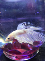 White Crowntail