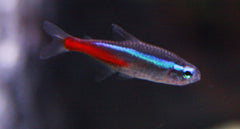 Neon Tetra