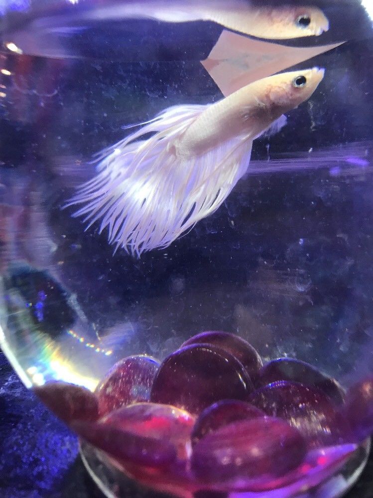 White Crowntail