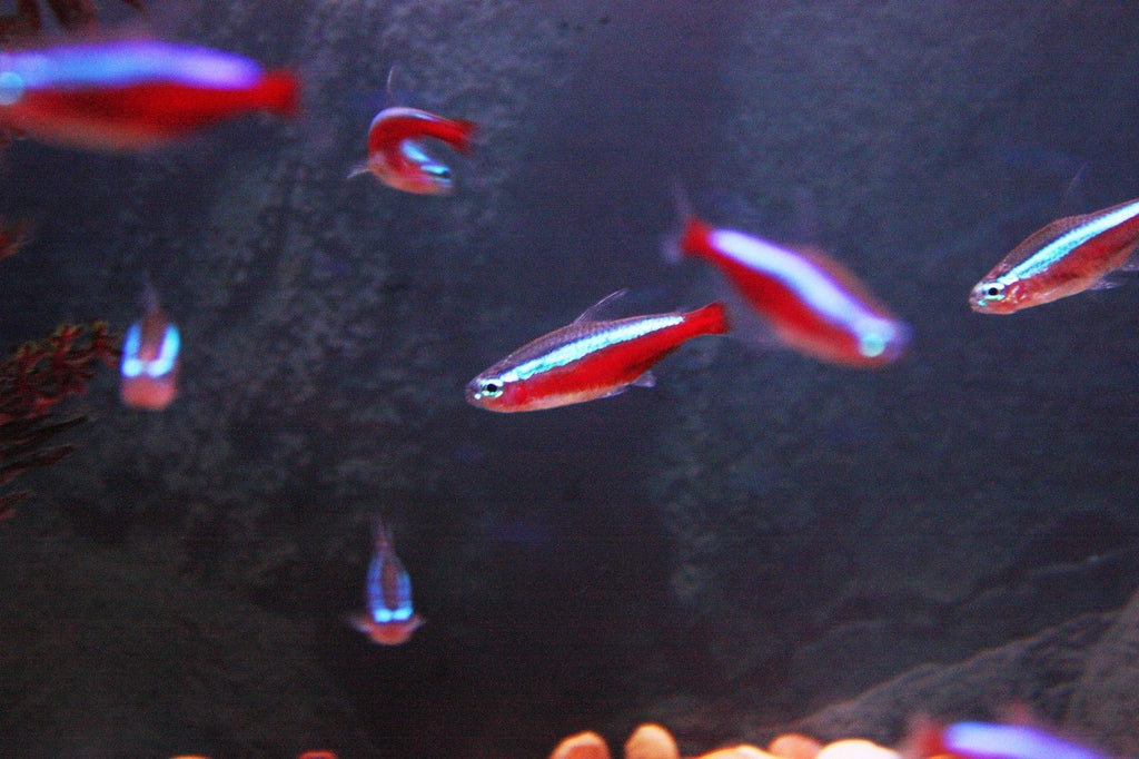 Cardinal Tetra