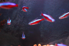 Cardinal Tetra