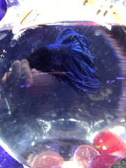 Blue Crowntail