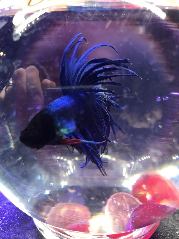 Blue Crowntail