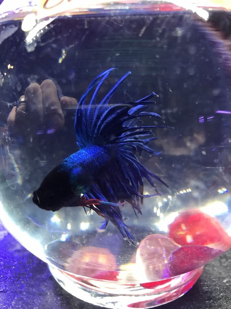 Blue Crowntail