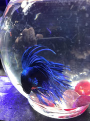 Blue Crowntail