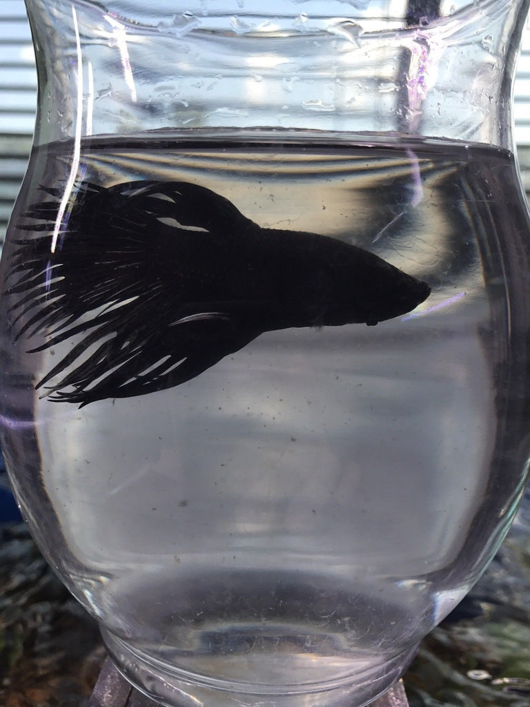Black Orchid Crowntail
