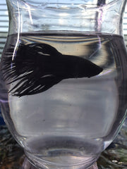 Black Orchid Crowntail