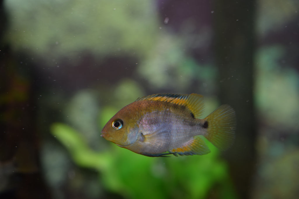 Sajica Cichlid