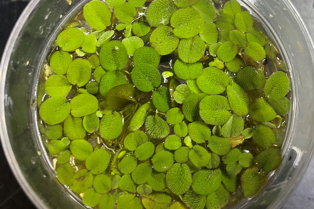 Salvinia minima