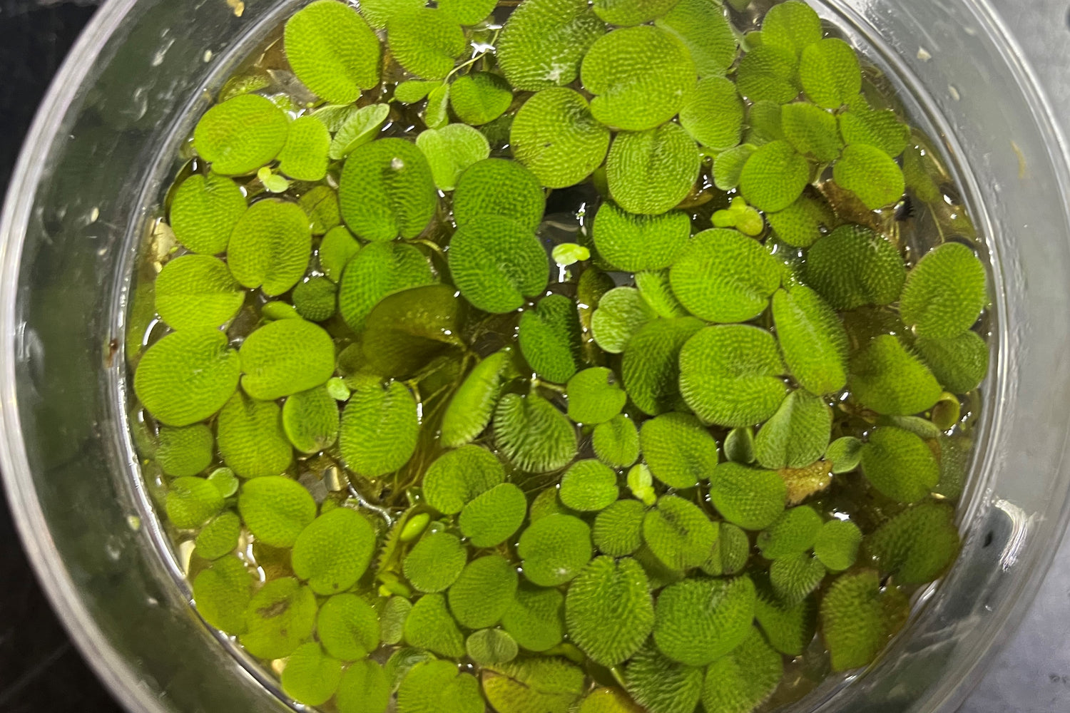 Salvinia minima
