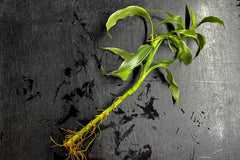 Green & White Sandy Plant (Terrestrial)