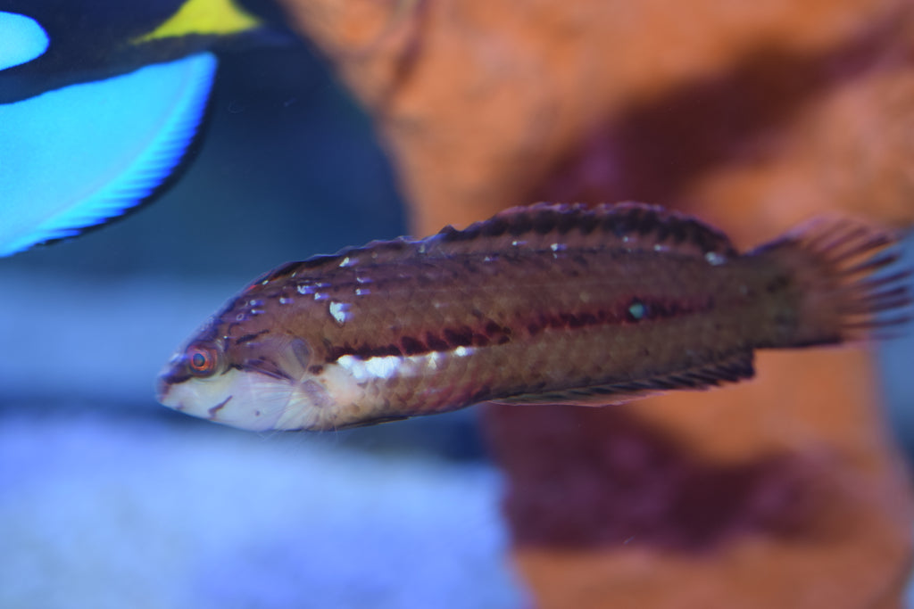 Sargassum Wrasse