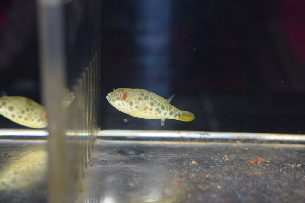 Schoutedeni Puffer