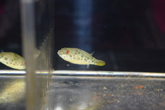 Schoutedeni Puffer