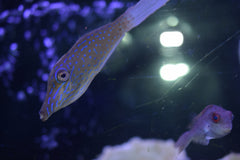 Scrawl Filefish