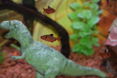 Serpae Tetra